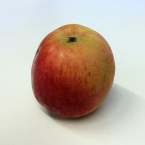 Produce - Apple Cortland