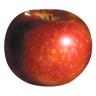 APPLE PAULARED LARGE