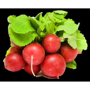 Produce - Radish Bunched Red