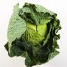 CABBAGE SAVOY