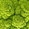 CAULIFLOWER GREEN
