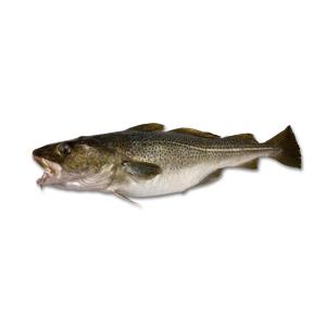 Cod Fish Medium