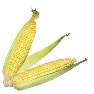 Corn Corn bi Color