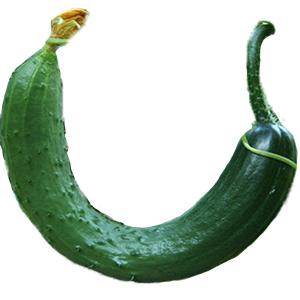 Produce - Cucumber Persian