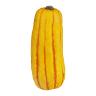 DELICATA SQUASH