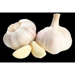 Fresh Produce - Garlic
