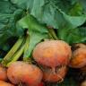 GOLDEN BEETS