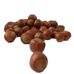 Produce - Hazelnut Filberts