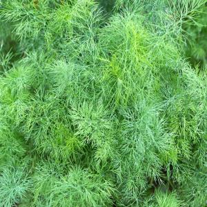 Fresh Herbs - Herbs Fennel Leaves