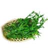 HERBS TARRAGON