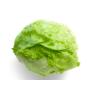 ICEBERG LETTUCE