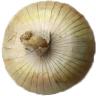 ONION VIDALIA