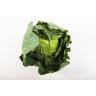 ORGANIC GREEN CABBAGE