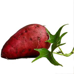 Fresh Produce - Organic Sweet Potato