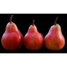 Fresh Produce - Pear Starkrimson