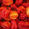 Fresh Produce - Pepper Red Cheese Fresh Produce - Pepper Red Cheese