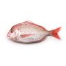 PORGY WHOLE WILD CAUGHT