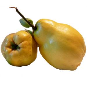 Produce - Quince