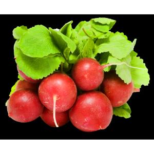 Produce - Radish Bunched Red