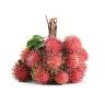 RAMBUTAN