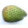 SOURSOP
