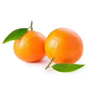 Florida - Tangerine Clementine Leaves