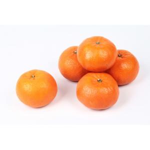 Florida - Tangerine Sunburst